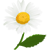 camomile_avatar___free_by_solgas.png