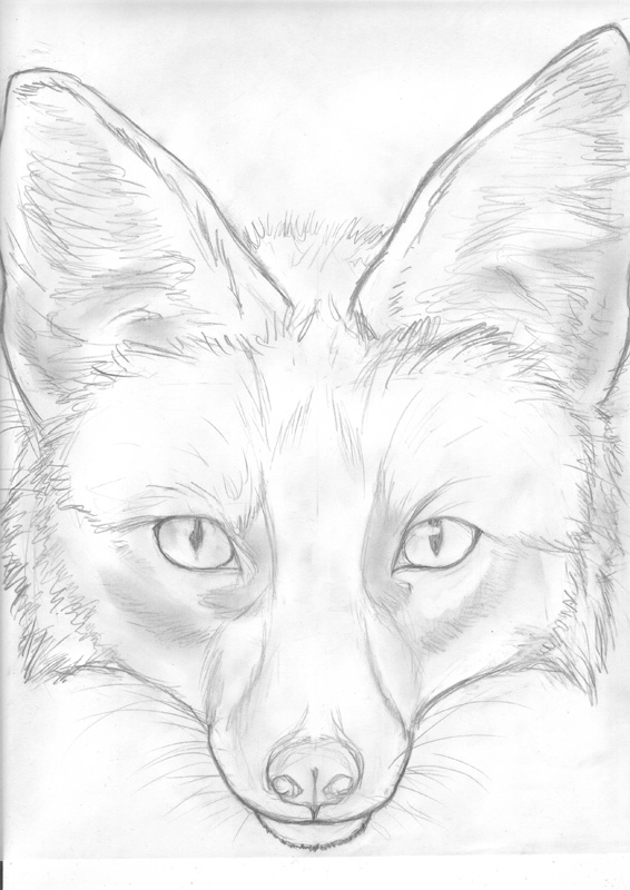 Fox Face Sketch by Kunzai on DeviantArt