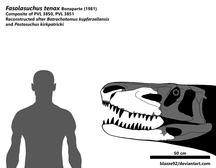 fasolasuchus_tenax_skull_by_blazze92-d6fc830.jpg