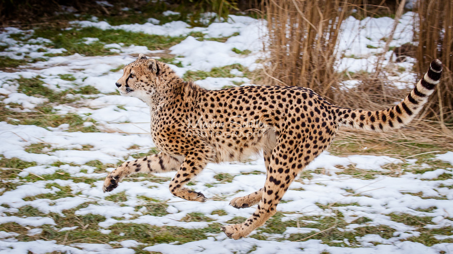 cheetahs__hunting_in_the_snow_by_spike83