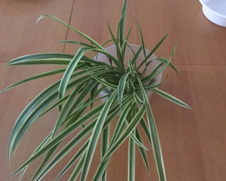 spider_plant_by_kubiie-dba3g78.png