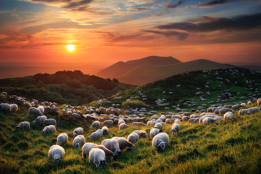 Image%20result%20for%20beautiful%20sunrise%20valley%20with%20sheep