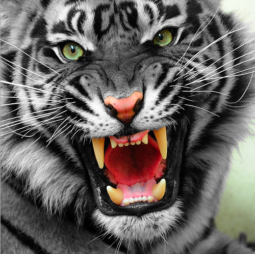 tiger__s_roar_by_auroraart-d5gezp6.png