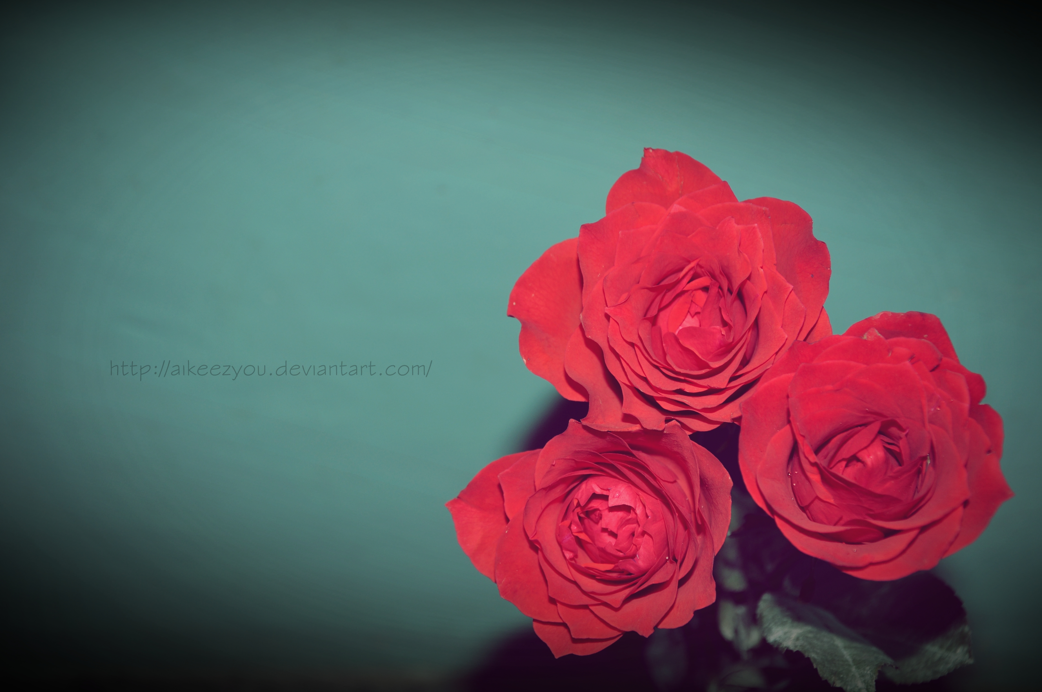 roses_are_red_by_aikeezyou-d5ejssl.jpg