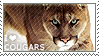 I love Cougars by WishmasterAlchemist