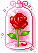 rose under glass