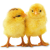 Chicks icon.2