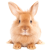 Rabbit icon.11