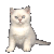 white kitten icon