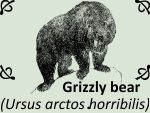 Grizzly bear (Ursus arctos horribilis) by PhotoDragonBird