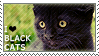 I love Black Cats by WishmasterAlchemist