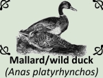Mallard wild duck (Anas platyrhynchos) by PhotoDragonBird